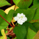 HOUTTUYNIA cordata 'Flore Pleno'