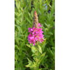 LYTHRUM salicaria 'Robert'