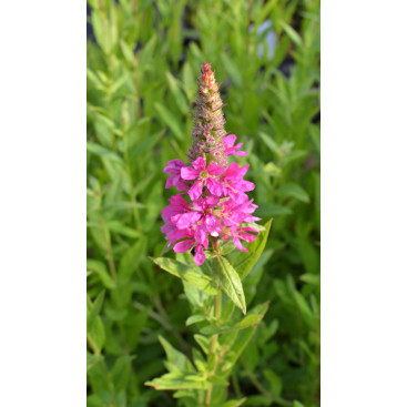 LYTHRUM salicaria \'Robert\'