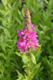 LYTHRUM salicaria 'Robert'