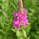 LYTHRUM salicaria 'Robert'