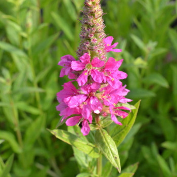 LYTHRUM salicaria &#039;Robert&#039;