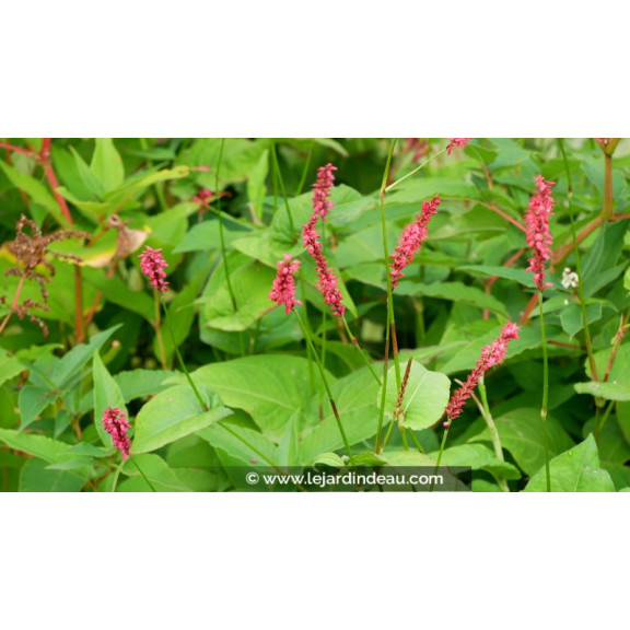 PERSICARIA amplexicaulis 'Fire Dance'