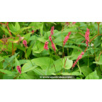 PERSICARIA amplexicaulis 'Fire Dance'
