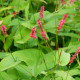 PERSICARIA amplexicaulis 'Fire Dance'