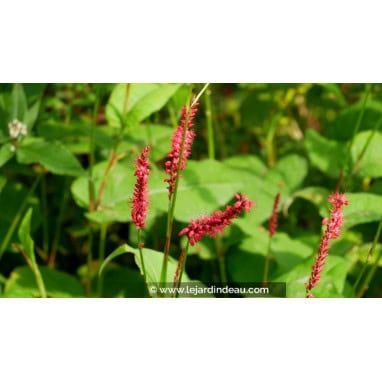 PERSICARIA amplexicaulis \'Fire Dance\' - Polygonum / Renouée \'Fire Dance\'