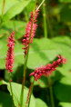 PERSICARIA amplexicaulis 'Fire Dance'