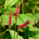 PERSICARIA amplexicaulis 'Fire Dance'