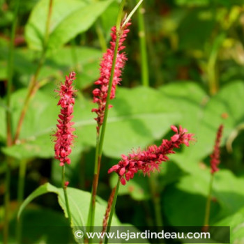 PERSICARIA amplexicaulis &#039;Fire Dance&#039;