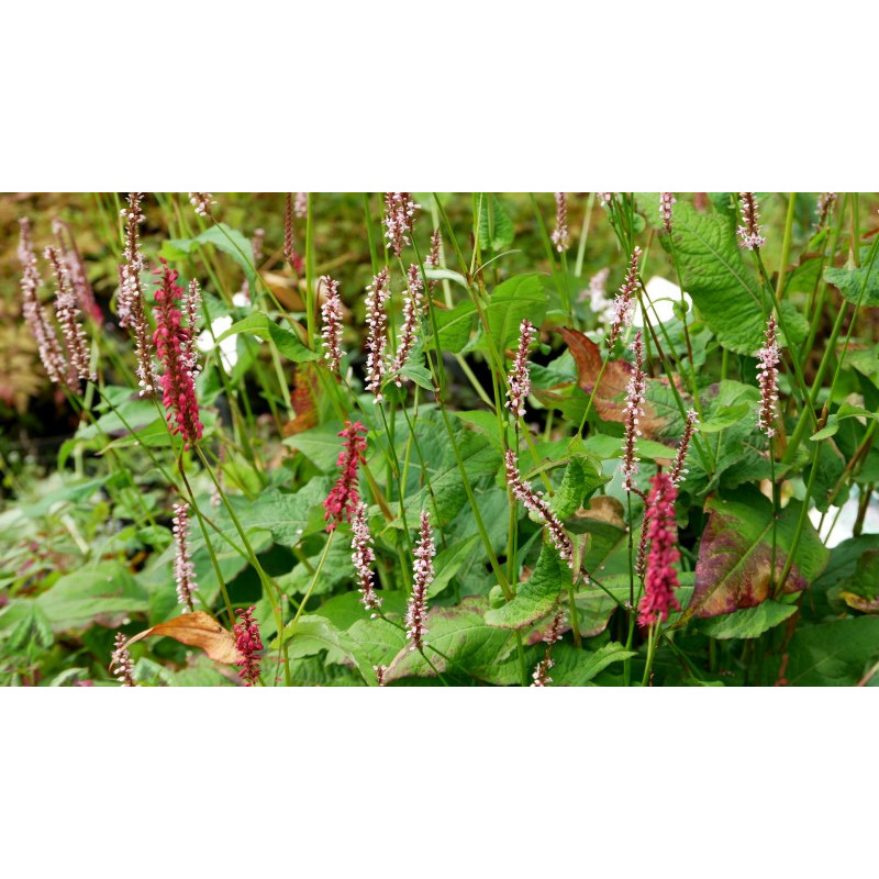 PERSICARIA amplexicaulis 'Purpurea'
