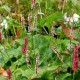 PERSICARIA amplexicaulis 'Purpurea'