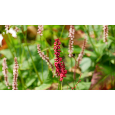 PERSICARIA amplexicaulis \'Purpurea\'