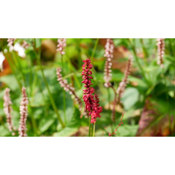 PERSICARIA amplexicaulis 'Purpurea'