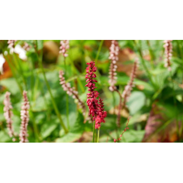 PERSICARIA amplexicaulis \'Purpurea\'