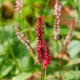 PERSICARIA amplexicaulis 'Purpurea'