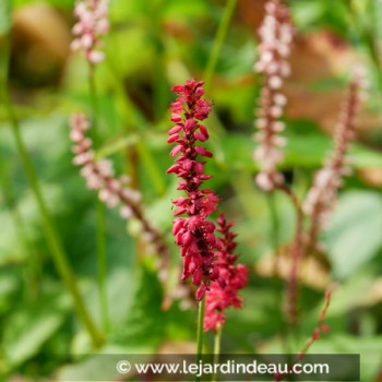 PERSICARIA amplexicaulis &#039;Purpurea&#039;