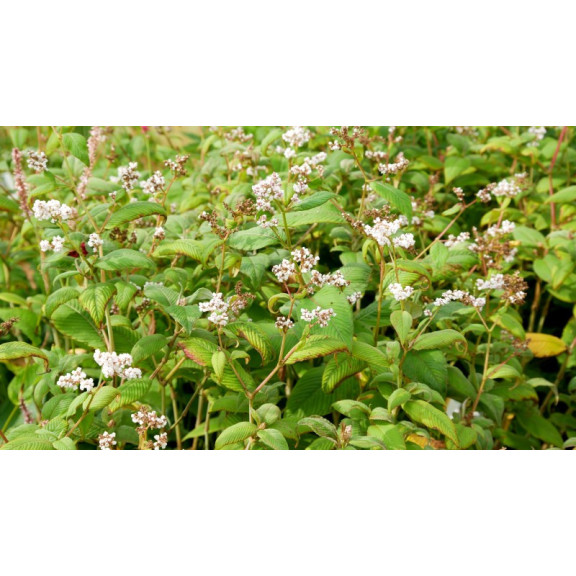 PERSICARIA campanulata 'Alba'