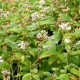 PERSICARIA campanulata 'Alba'