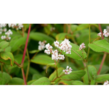 PERSICARIA campanulata  \'Alba\'