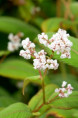 PERSICARIA campanulata 'Alba'