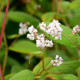 PERSICARIA campanulata 'Alba'