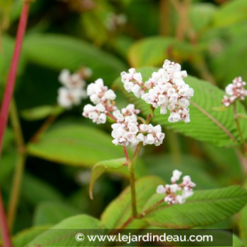 PERSICARIA campanulata &#039;Alba&#039;