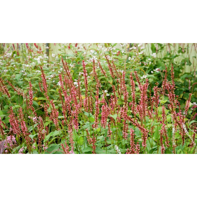 PERSICARIA amplexicaulis 'Orange Field'&copy;