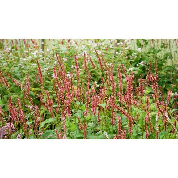 PERSICARIA amplexicaulis 'Orange Field'&copy;