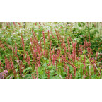 PERSICARIA amplexicaulis 'Orange Field'&copy;