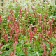 PERSICARIA amplexicaulis 'Orange Field'©