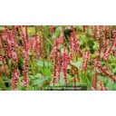 PERSICARIA amplexicaulis \'Orange Field\'