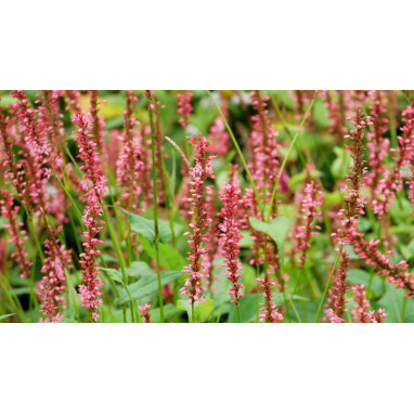 PERSICARIA amplexicaulis \'Orange Field\'