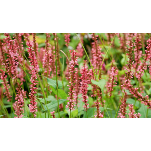 PERSICARIA amplexicaulis 'Orange Field'&copy;