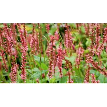 PERSICARIA amplexicaulis \'Orange Field\'
