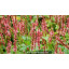 PERSICARIA amplexicaulis \'Orange Field\'