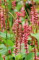 PERSICARIA amplexicaulis 'Orange Field'