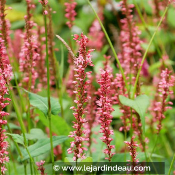 PERSICARIA amplexicaulis &#039;Orange Field&#039;©