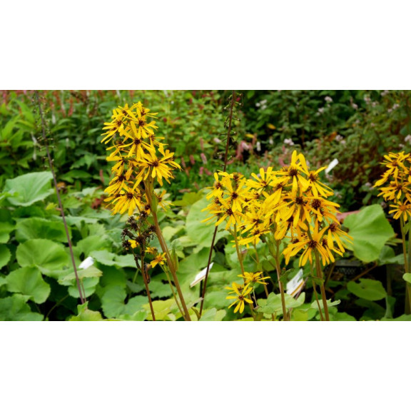 LIGULARIA x hessei