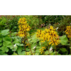LIGULARIA x hessei