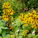 LIGULARIA x hessei