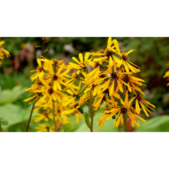 LIGULARIA x hessei