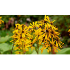 LIGULARIA x hessei