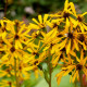 LIGULARIA x hessei