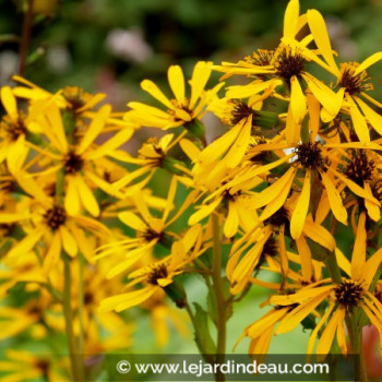 LIGULARIA x hessei