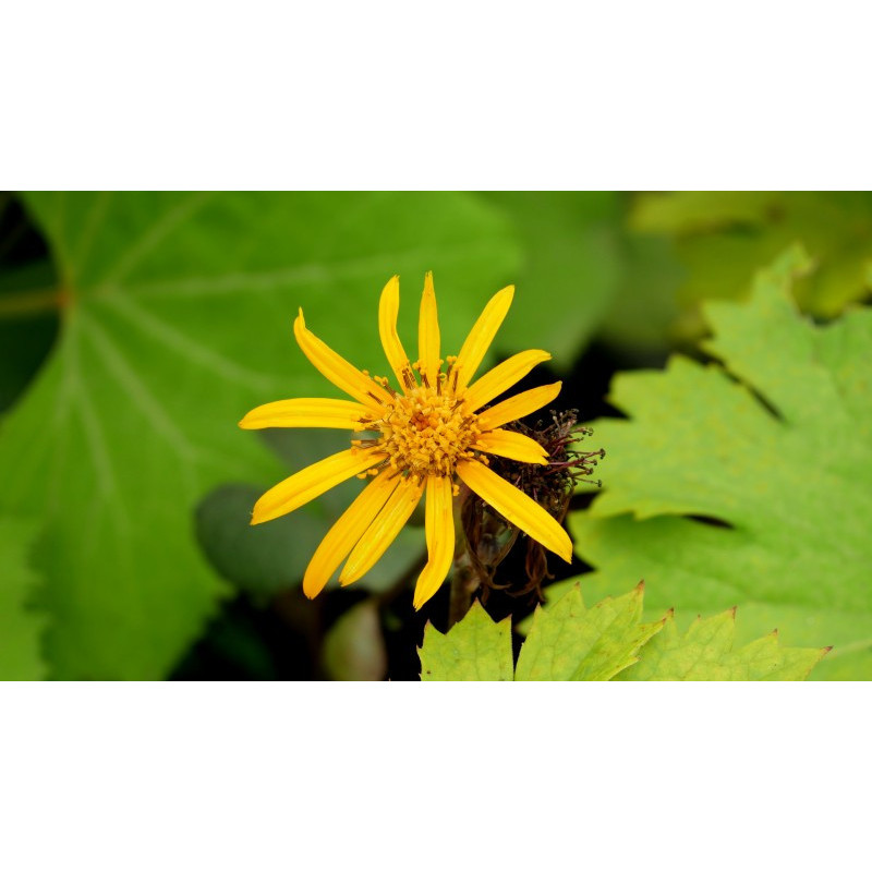 LIGULARIA dentata 'Desdemona'
