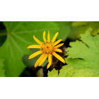 LIGULARIA dentata 'Desdemona'