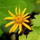 LIGULARIA dentata 'Desdemona'