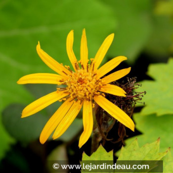 LIGULARIA dentata &#039;Desdemona&#039;