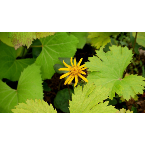 LIGULARIA dentata 'Desdemona'