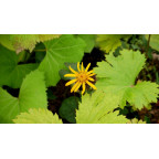 LIGULARIA dentata 'Desdemona'